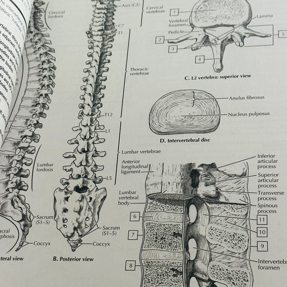 NEW Netter's Anatomy Coloring Book John T Hansen Updated Edition Paperback - Picture 4 of 7